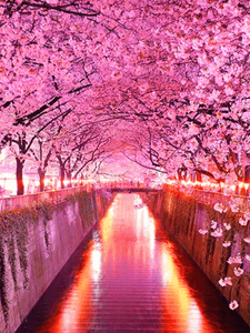 Sakura Flowers Cherry Blossom