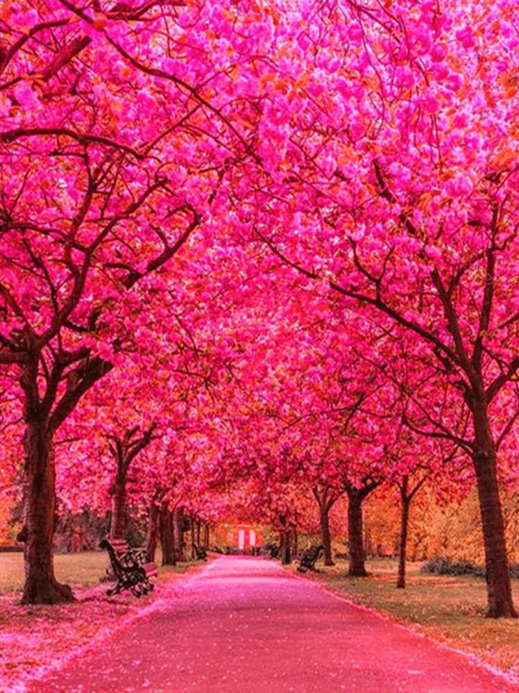 Sakura  Cherry Blossom