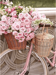 Rose and Bicycles