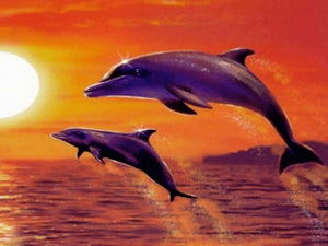 Dolphin and Sunset